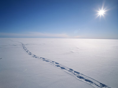 Tracks-in-the-Snow.jpg